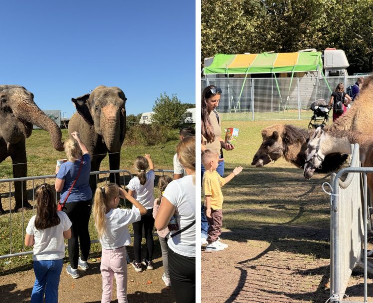 Zoo Park ajunge la Baia Mare: singurul loc din Romania unde copiii pot hrani un elefant
