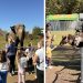 Zoo Park ajunge la Baia Mare: singurul loc din Romania unde copiii pot hrani un elefant