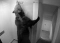 Un urs a intrat într-un hotel. „A sunat la 112 și i s-a spus că nu este o urgență”