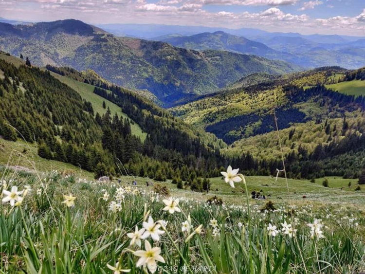 Drumeție în Poiana cu Narcise din Munții Maramureșului, la finalul lunii mai