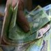 Leul, la minim istoric: presiunea politică și economică împinge cursul în sus
