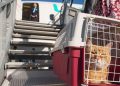 Tot ce trebuie să știi înainte să pleci cu animalul de companie în UE