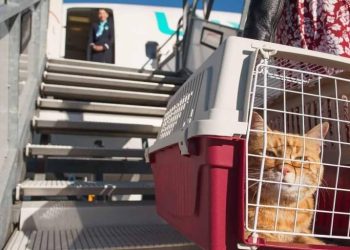 Tot ce trebuie să știi înainte să pleci cu animalul de companie în UE