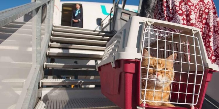 Tot ce trebuie să știi înainte să pleci cu animalul de companie în UE