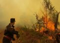 Incendiu de vegetație în Borșa: flăcările au afectat mai multe hectare în zona montană