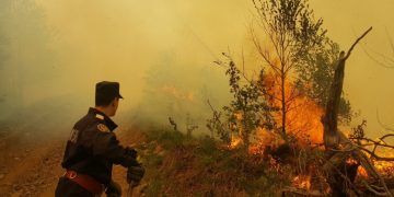 Incendiu de vegetație în Borșa: flăcările au afectat mai multe hectare în zona montană