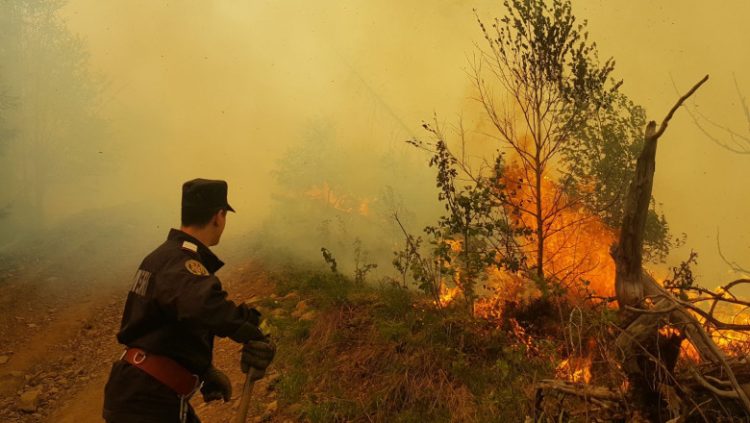 Incendiu de vegetație în Borșa: flăcările au afectat mai multe hectare în zona montană