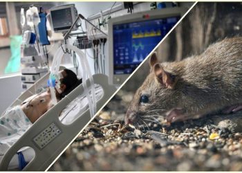 OMS: Șase cazuri de hantavirus confirmate până acum