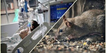 OMS: Șase cazuri de hantavirus confirmate până acum