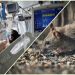 OMS: Șase cazuri de hantavirus confirmate până acum
