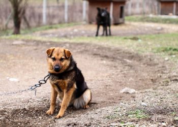 UE schimbă regulile: câinii nu vor mai putea fi ținuți în lanț, iar microciparea devine obligatorie