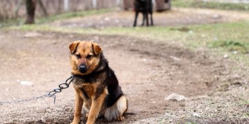UE schimbă regulile: câinii nu vor mai putea fi ținuți în lanț, iar microciparea devine obligatorie