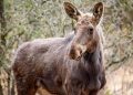 Elanul revine în România după peste 200 de ani: proiect de reintroducere în Parcul Natural Vânători-Neamț