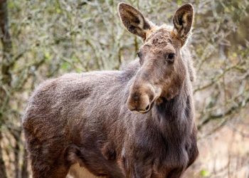 Elanul revine în România după peste 200 de ani: proiect de reintroducere în Parcul Natural Vânători-Neamț