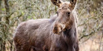 Elanul revine în România după peste 200 de ani: proiect de reintroducere în Parcul Natural Vânători-Neamț