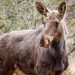 Elanul revine în România după peste 200 de ani: proiect de reintroducere în Parcul Natural Vânători-Neamț