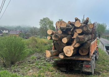 Transport ilegal de lemn depistat la Dragomirești, autoutilitară indisponibilizată