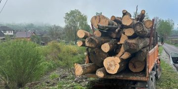 Transport ilegal de lemn depistat la Dragomirești, autoutilitară indisponibilizată