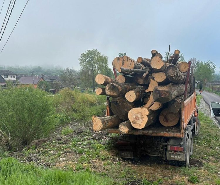 Transport ilegal de lemn depistat la Dragomirești, autoutilitară indisponibilizată
