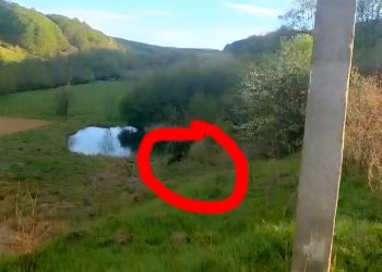 Urs între Târgu Lăpuș și Rohia, în zona ciurgăului din oraș