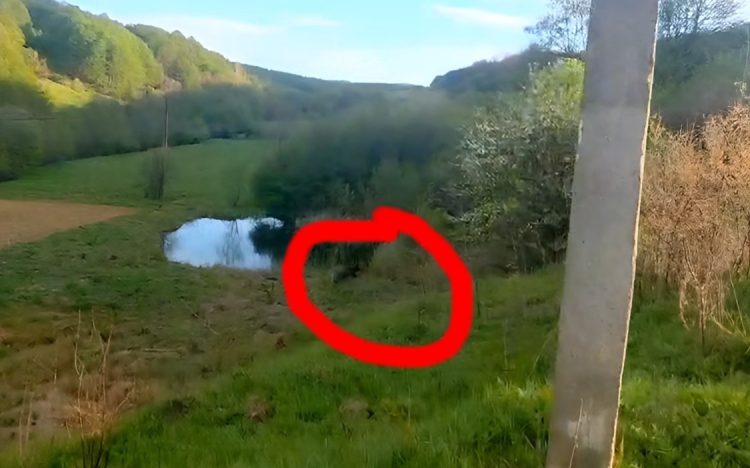Urs între Târgu Lăpuș și Rohia, în zona ciurgăului din oraș