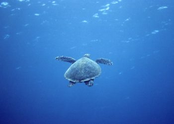 Ziua Mondială a Țestoaselor Marine, marcată pe 16 iunie
