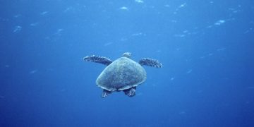 Ziua Mondială a Țestoaselor Marine, marcată pe 16 iunie