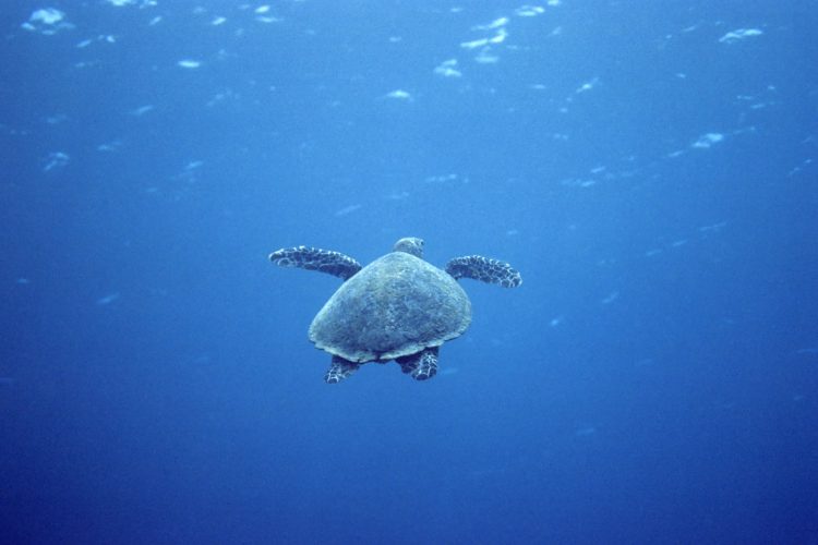 Ziua Mondială a Țestoaselor Marine, marcată pe 16 iunie