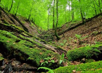 Codrii Seculari de la Strâmbu-Băiuț, comoara verde din Țara Lăpușului