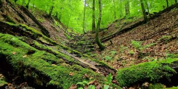 Codrii Seculari de la Strâmbu-Băiuț, comoara verde din Țara Lăpușului