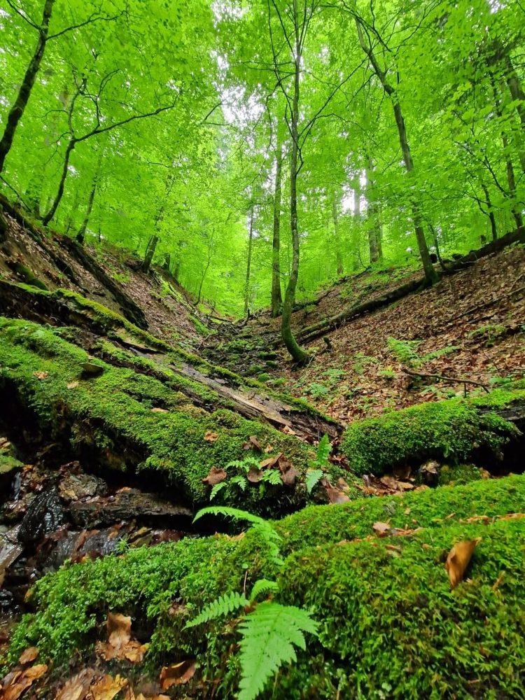 Codrii Seculari de la Strâmbu-Băiuț, comoara verde din Țara Lăpușului