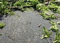 Arbore prăbușit pe DN18, în Pasul Gutâi. Pompierii au intervenit pentru degajarea carosabilului. TRAFIC BLOCAT