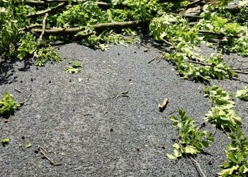 Arbore prăbușit pe DN18, în Pasul Gutâi. Pompierii au intervenit pentru degajarea carosabilului. TRAFIC BLOCAT