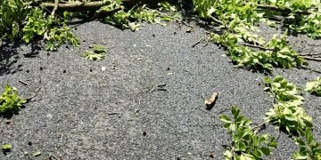 Arbore prăbușit pe DN18, în Pasul Gutâi. Pompierii au intervenit pentru degajarea carosabilului. TRAFIC BLOCAT