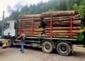 Peste 200 de metri cubi de lemn confiscați la Borșa după controale declanșate în urma distrugerii camerelor de supraveghere