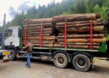 Peste 200 de metri cubi de lemn confiscați la Borșa după controale declanșate în urma distrugerii camerelor de supraveghere
