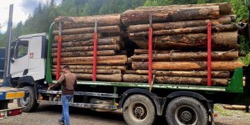 Peste 200 de metri cubi de lemn confiscați la Borșa după controale declanșate în urma distrugerii camerelor de supraveghere