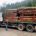 Peste 200 de metri cubi de lemn confiscați la Borșa după controale declanșate în urma distrugerii camerelor de supraveghere