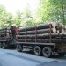 Tragedie la Borșa: Un bărbat a murit după ce un buștean căzut dintr-un camion i-a zdrobit mașina