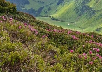 Spectacolul bujorului de munte a colorat în roz crestele Munților Rodnei