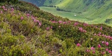Spectacolul bujorului de munte a colorat în roz crestele Munților Rodnei