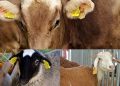 ANZ: Identificarea animalelor prin crotaliere este obligație legală pentru toți deținătorii de animale