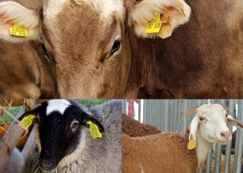 ANZ: Identificarea animalelor prin crotaliere este obligație legală pentru toți deținătorii de animale