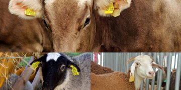 ANZ: Identificarea animalelor prin crotaliere este obligație legală pentru toți deținătorii de animale