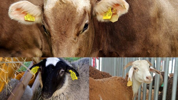 ANZ: Identificarea animalelor prin crotaliere este obligație legală pentru toți deținătorii de animale