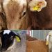 ANZ: Identificarea animalelor prin crotaliere este obligație legală pentru toți deținătorii de animale