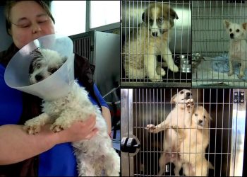 Adăpostul public de câini din Baia Mare, în nevoie urgentă de reparații: doar 10 din 84 de țarcuri au fost refăcute