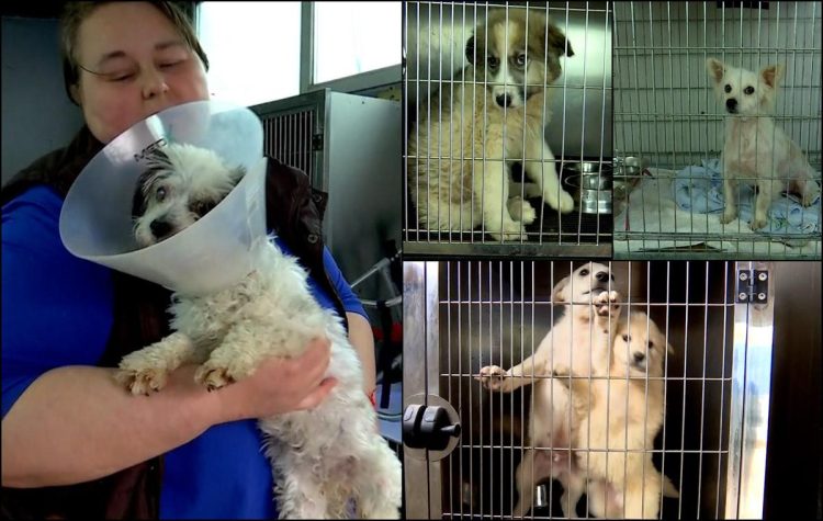 Adăpostul public de câini din Baia Mare, în nevoie urgentă de reparații: doar 10 din 84 de țarcuri au fost refăcute
