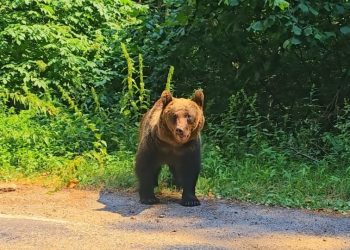 Alertă la Chiuzbaia după semnalarea prezenței unui urs. A fost transmis mesaj RO-ALERT