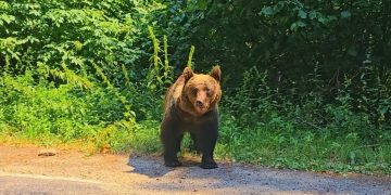 Alertă la Chiuzbaia după semnalarea prezenței unui urs. A fost transmis mesaj RO-ALERT
